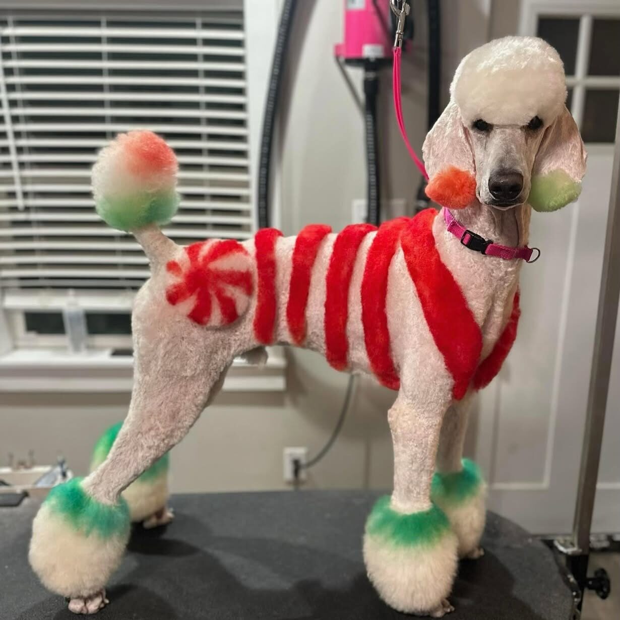 White standard poodle with red and white candy cane stripe pet-safe color design and green accent paws at Loving Suds Pet Spaw Tampa FL